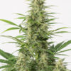Von Advanced Seeds Auto Black Diesel.A mature cannabis plant displaying a tall central cola covered in dense, trichome-laden buds surrounded by vibrant green leaves.