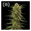 Close-up of a cannabis plant with a dense cluster of buds and leaves, labeled as "Best Auto Strain 2023."