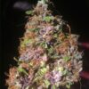 Blackberry Kush type Automatic seeds from Dutch Passion Seeds.
