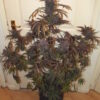 Von Dutch Passion Seeds Auto Blackberry Kush.A large, lush cannabis plant with deep purple and green leaves, densely covered in buds, displayed in a textured black pot.