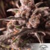 Seeds Colorado Cookies type Automatic from Dutch Passion Seeds.