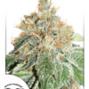 Von Dutch Passion Seeds Auto Colorado Cookies.A close-up image of a mature cannabis plant, specifically the AutoColorado Cookies strain, featuring dense clusters of buds covered in trichomes with visible pistils and leaves.