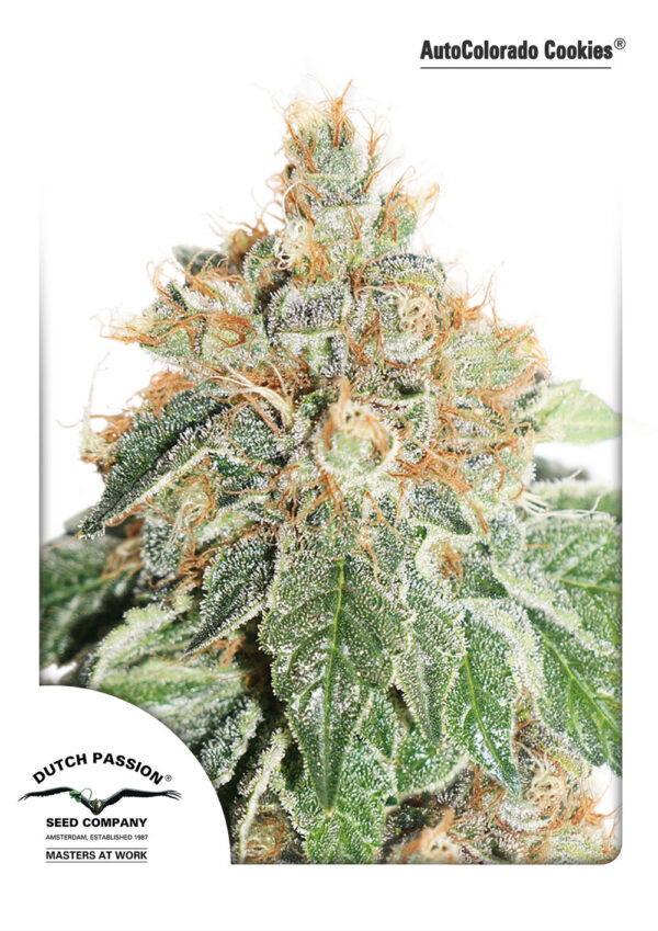 Von Dutch Passion Seeds Auto Colorado Cookies.A close-up image of a mature cannabis plant, specifically the AutoColorado Cookies strain, featuring dense clusters of buds covered in trichomes with visible pistils and leaves.