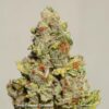 Close-up of a trichome-covered cannabis bud, named "Auto Colorado Cookies," displaying vibrant orange pistils and frosty green hues.
