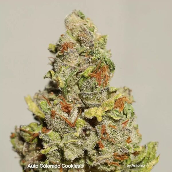 Close-up of a trichome-covered cannabis bud, named "Auto Colorado Cookies," displaying vibrant orange pistils and frosty green hues.