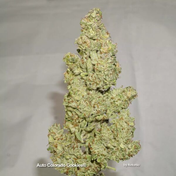 Close-up view of the cannabis strain "Auto Colorado Cookies" showcasing its dense structure and trichome-covered buds.