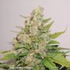 Close-up of a frosty, trichome-covered Auto Colorado Cookies cannabis plant with vibrant green leaves and dense buds, created by Antonio.