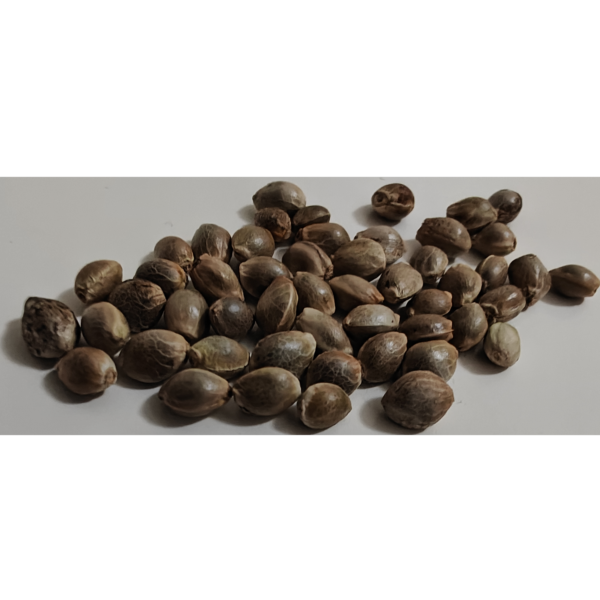 Seeds Critical Soma Feminized type from Advanced Seeds