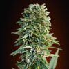 Seeds Jack Herer type Automatic from Advanced Seeds.