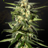 Von Advanced Seeds Auto Jack Herer.Close-up of a mature cannabis plant blossom covered with trichomes and interspersed leaves.