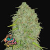 Close-up of a dense cluster of Jack Herer cannabis buds, featuring abundant trichomes and visible pistils.