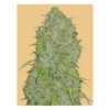 A close-up of a large, dense cannabis bud displaying an abundance of trichomes and interspersed leaves.