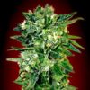 Regular Kaya 47 seeds from Advanced Seeds.