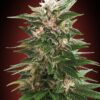 Von Advanced Seeds Auto Kaya 47.Close-up of a mature cannabis plant showing detailed trichomes and multiple colas with rich green leaves and dense buds.