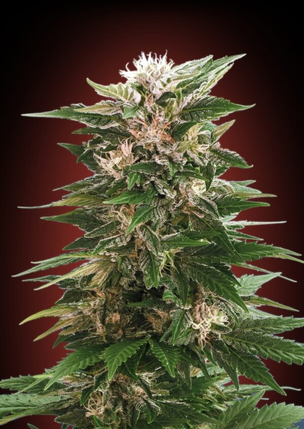 Von Advanced Seeds Auto Kaya 47.Close-up of a mature cannabis plant showing detailed trichomes and multiple colas with rich green leaves and dense buds.