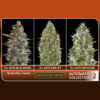 Three images of cannabis buds displayed side by side; from left to right: Auto Blue Diesel, Auto Kaya 47, and Auto Somango, labeled within an advertisement for "Advanced Seeds Automatic Collection 2."