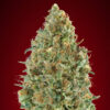Close-up of a dense cannabis bud with abundant trichomes and orange pistils.