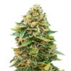 Close-up of a mature cannabis bud displaying dense clusters of trichomes and vibrant green leaves.