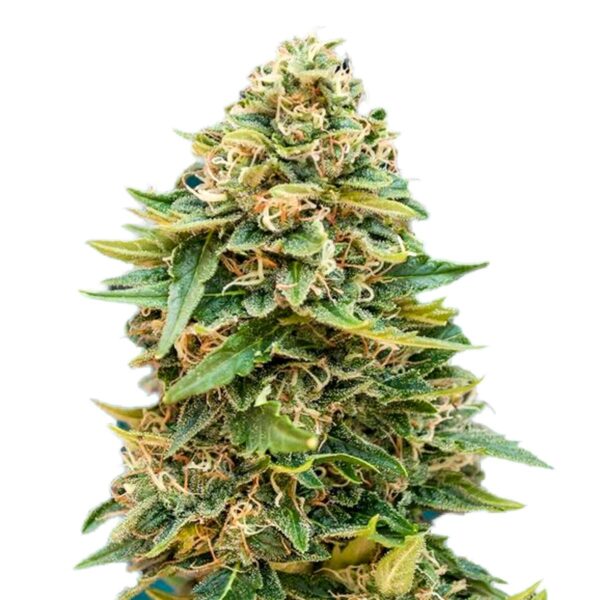 Close-up of a mature cannabis bud displaying dense clusters of trichomes and vibrant green leaves.