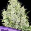 Seeds Lemongrass type Automatic from Anesia Seeds