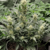 Cannabis plant thriving in a pot, showcasing multiple flowering buds and dense foliage.