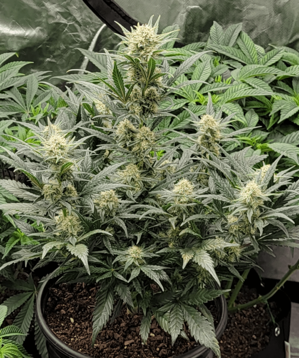 Cannabis plant thriving in a pot, showcasing multiple flowering buds and dense foliage.