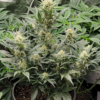 A lush cannabis plant with multiple budding flowers and dense foliage, positioned in a pot.