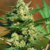 Seeds Masszar type Regular from Critical Mass Collective