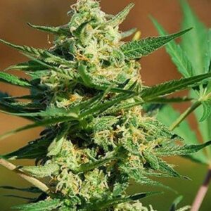 Seeds Masszar type Regular from Critical Mass Collective