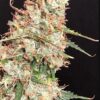 Von Critical Mass Collective Auto Masszar.Close-up view of a cannabis bud with visible trichomes and orange pistils.