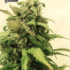Close-up of a mature cannabis plant with dense clusters of buds and visible trichomes, displaying vibrant green leaves.