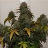 Night Queen Feminized Seeds from Dutch Passion Seeds.