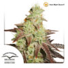 Close-up image of a cannabis plant, Auto Night Queen® variety, showing dense clusters of buds covered with trichomes and interspersed with dark leaves.