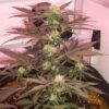 A flourishing cannabis plant, tagged as "Auto Night Queen® by Antonio," prominently displays its dense clusters of buds and deep purple-hued leaves.
