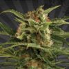Automatic Seeds Pounder type from Auto Seeds.