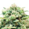Close-up of a lush cannabis bud covered in trichomes.