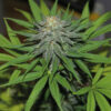 Close-up of a cannabis plant showing a detailed view of a mature bud covered in trichomes and surrounded by vibrant green leaves.