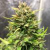 Close-up of a mature cannabis flower with dense trichomes and strands of orange pistils.