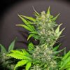 A cannabis plant with a mature bud measured by a superimposed ruler graphic to indicate scale.