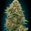 Feminized Skunk 47 seeds from Advanced Seeds.