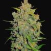 Close-up of a mature cannabis bud covered in trichomes with visible orange pistils and green leaves.