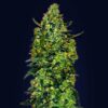 Skunk Mass type Automatic seeds from Advanced Seeds.