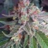 Von Advanced Seeds Auto Skunk Mass.Close-up of a mature cannabis bud showing dense clusters of trichomes and vibrant orange pistils against green leaves.