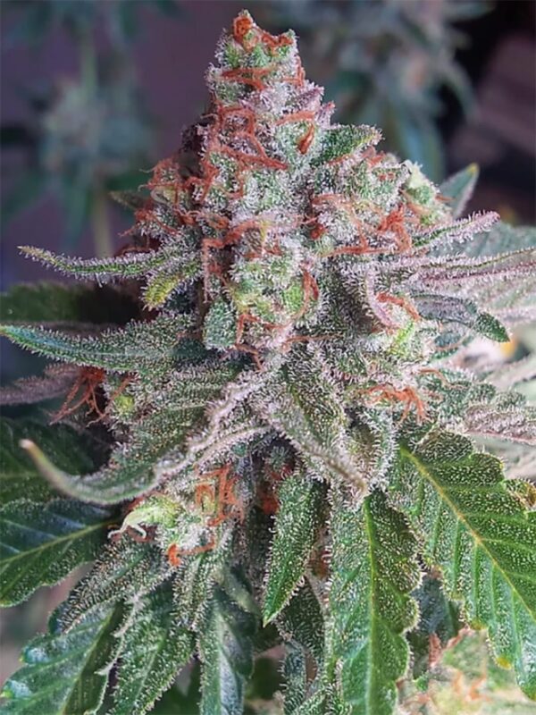 Von Advanced Seeds Auto Skunk Mass.Close-up of a mature cannabis bud showing dense clusters of trichomes and vibrant orange pistils against green leaves.