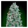 Close-up of a cannabis bud covered in trichomes and orange pistils.