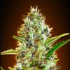 Seeds Somango Automatic type from Advanced Seeds.