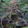 Von Advanced Seeds Auto Somango.Cannabis plant with dense, trichome-covered buds and vibrant green and purple leaves.