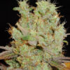 Von Advanced Seeds Auto Somango.Close-up of a mature cannabis bud with visible trichomes and slight purple hues on the leaves.