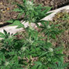 A cannabis plant in bright sunlight displaying multiple leafy branches and budding flowers.