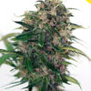 Close-up of a cannabis plant with a dense cluster of buds covered in trichomes, labeled as "NEW" in the upper right corner.
